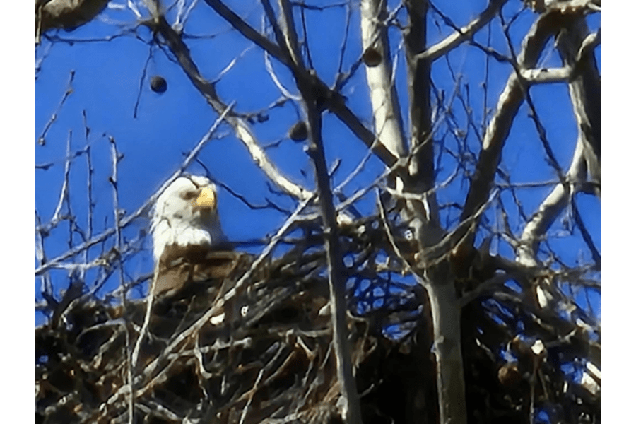 Eagles and a Sleepy Thank You